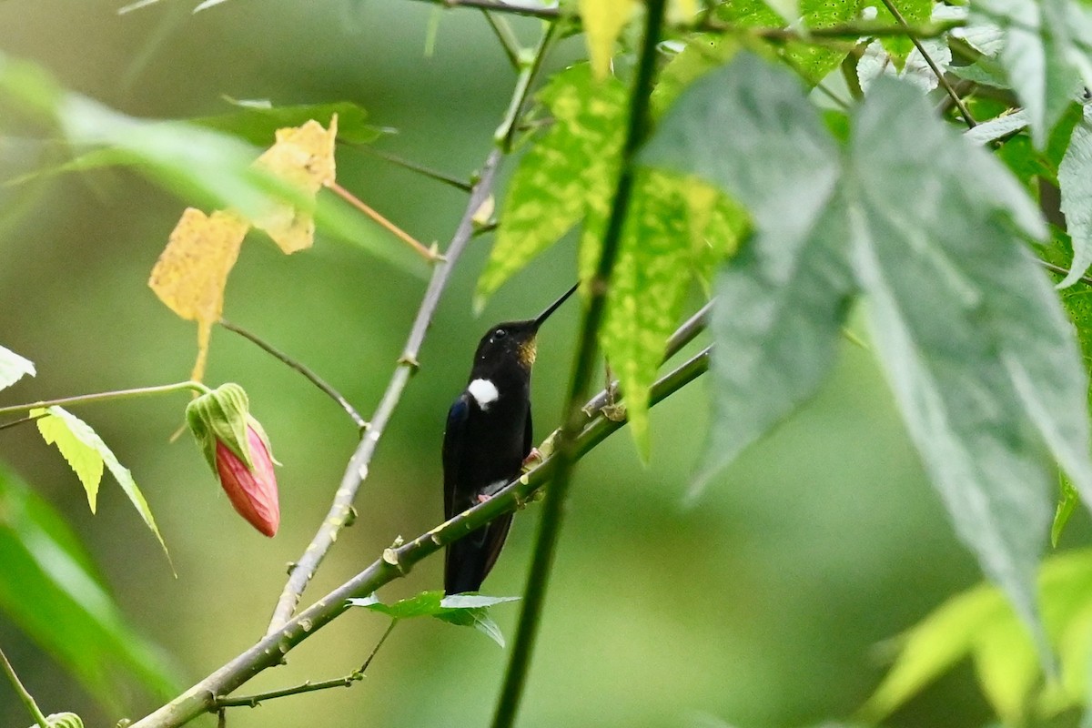 Black Inca - ML646402516