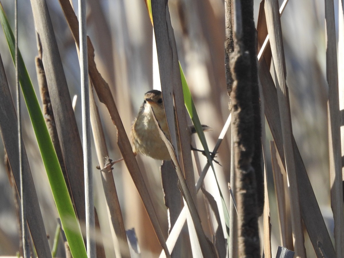 Wren-like Rushbird - ML646402517