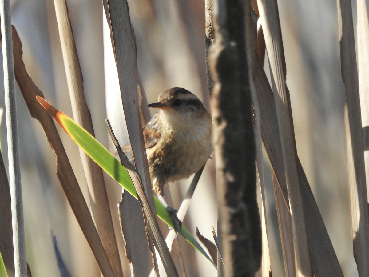 Wren-like Rushbird - ML646402518