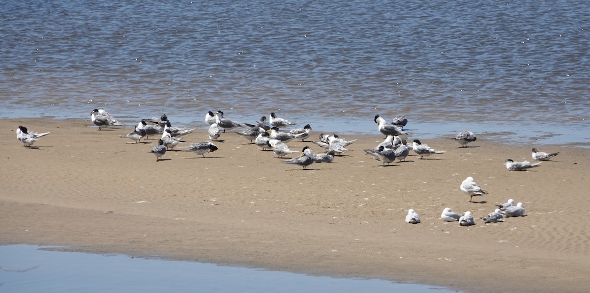 hinduterne - ML646402520