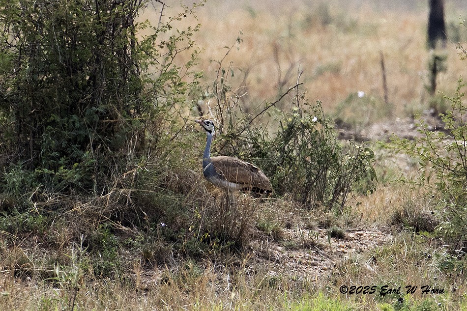 White-bellied Bustard - ML646402521
