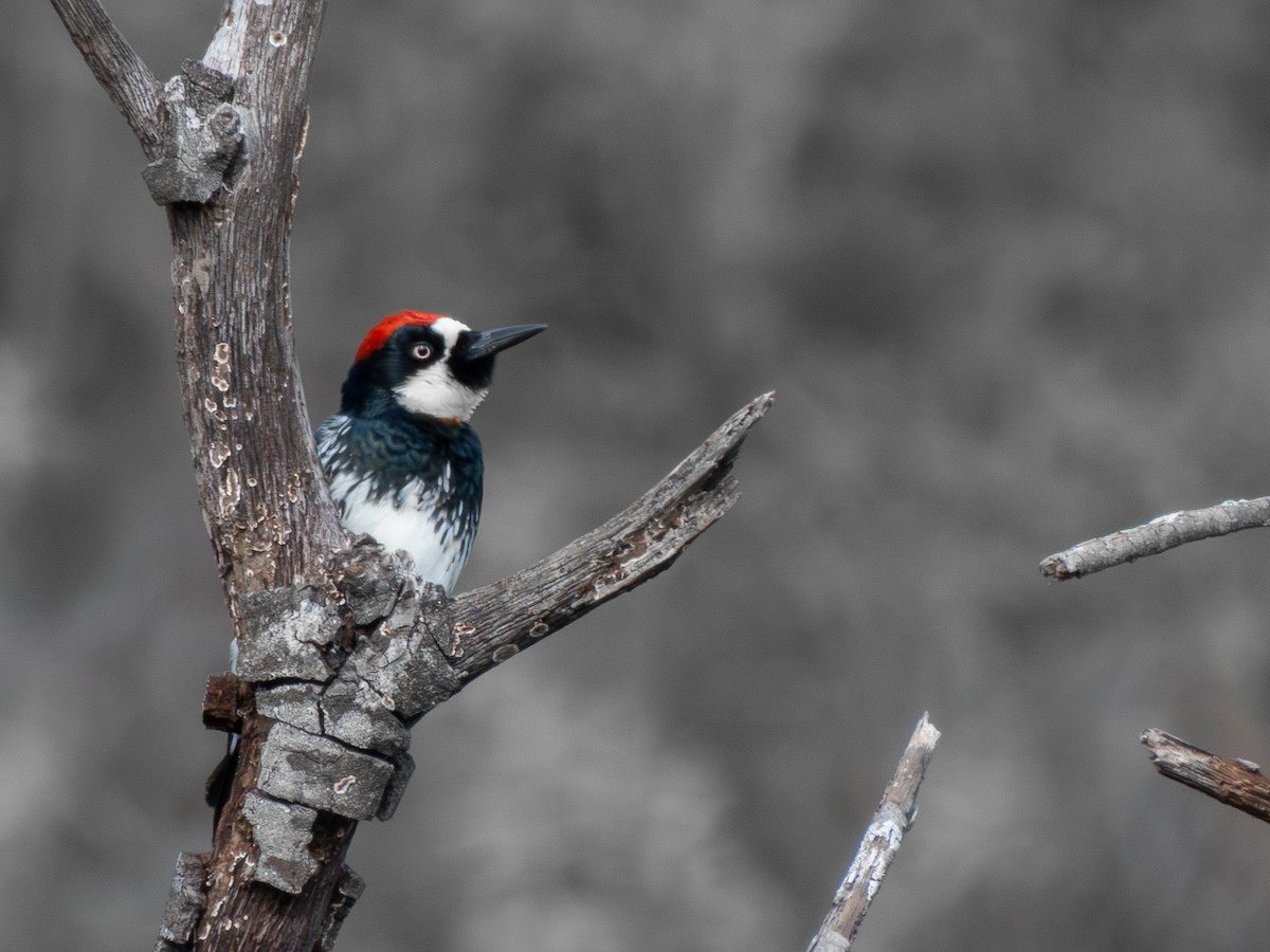 Acorn Woodpecker - ML646402535