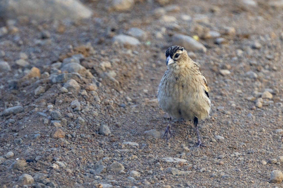Fan-tailed Widowbird - ML646402537