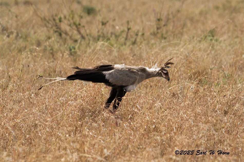 Secretarybird - ML646402538