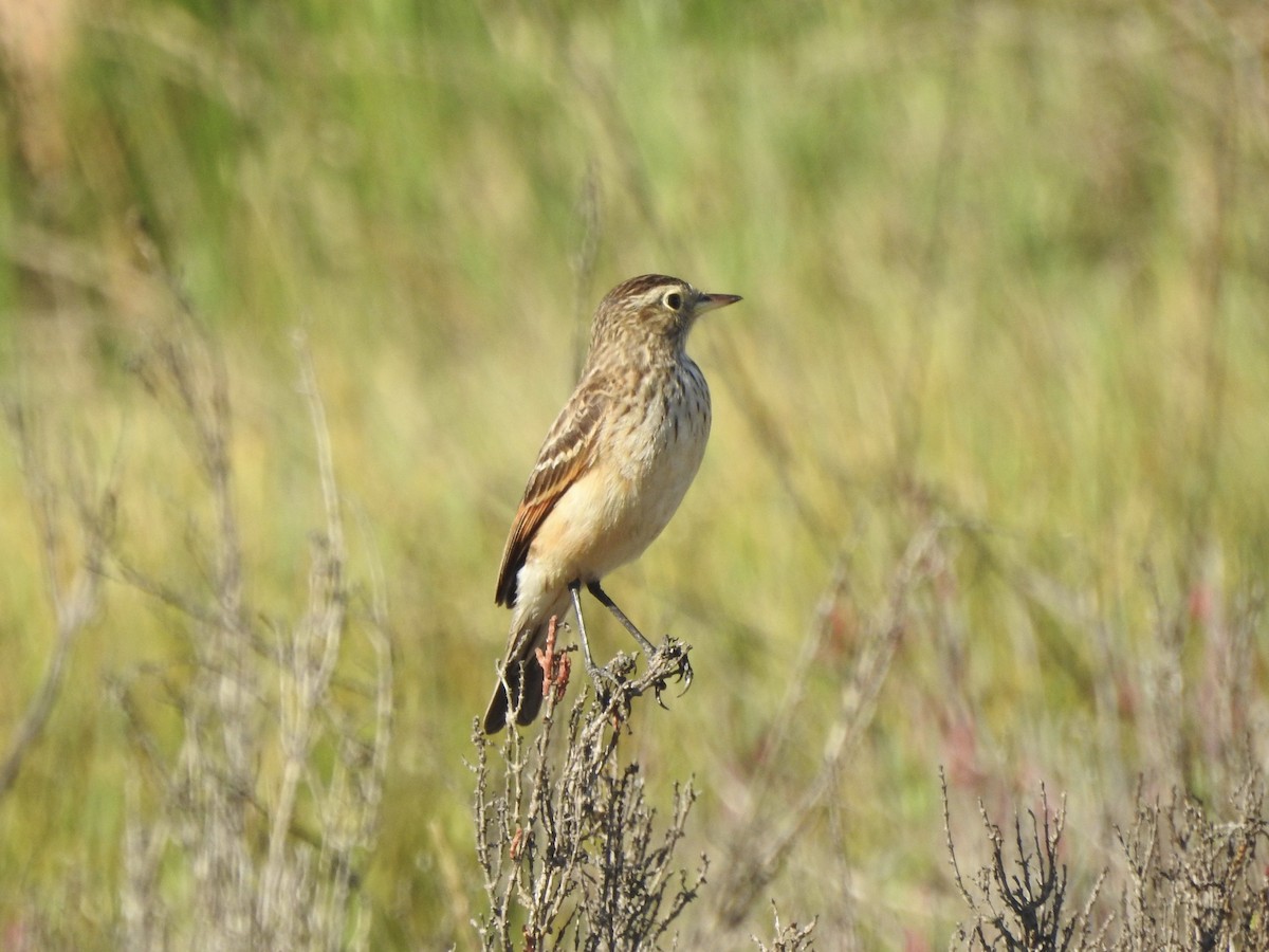 Spectacled Tyrant - ML646402540