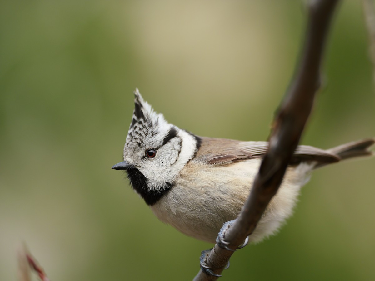 Crested Tit - ML646402541