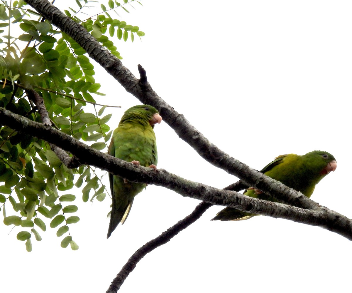 tirika tovi - ML646402542