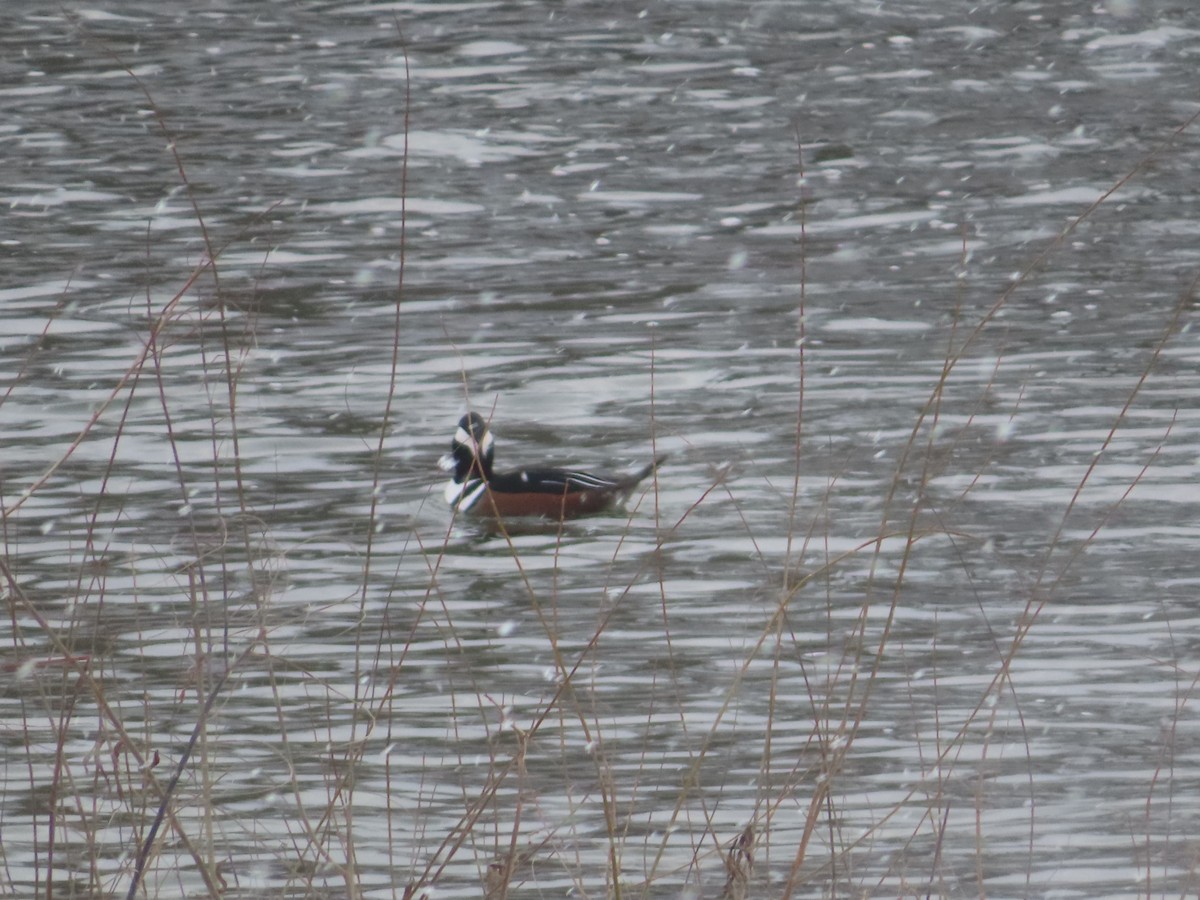 Hooded Merganser - ML646402544