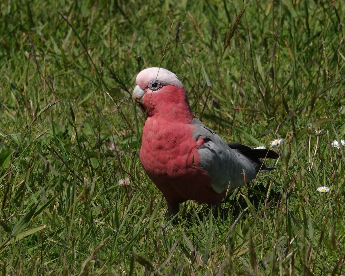 rosenkakadu - ML646402545