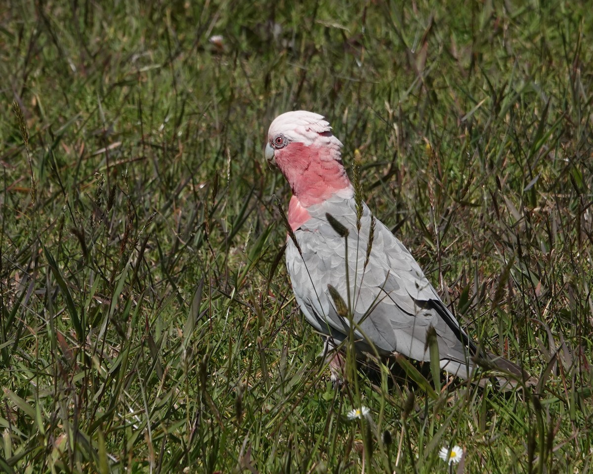 rosenkakadu - ML646402546