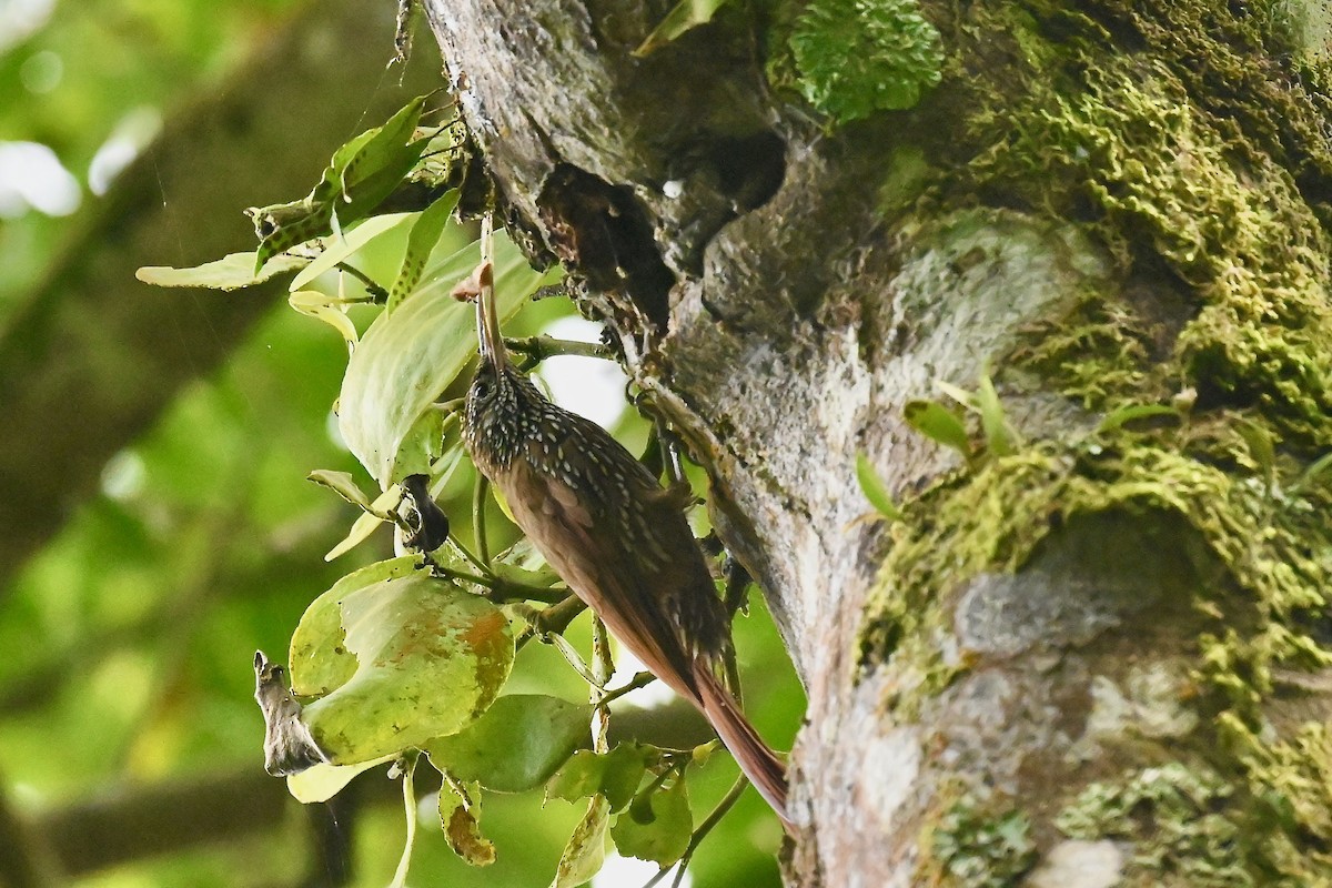 Montane Woodcreeper - ML646402549