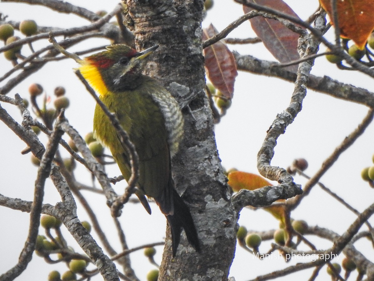 ildnakkespett - ML646402550