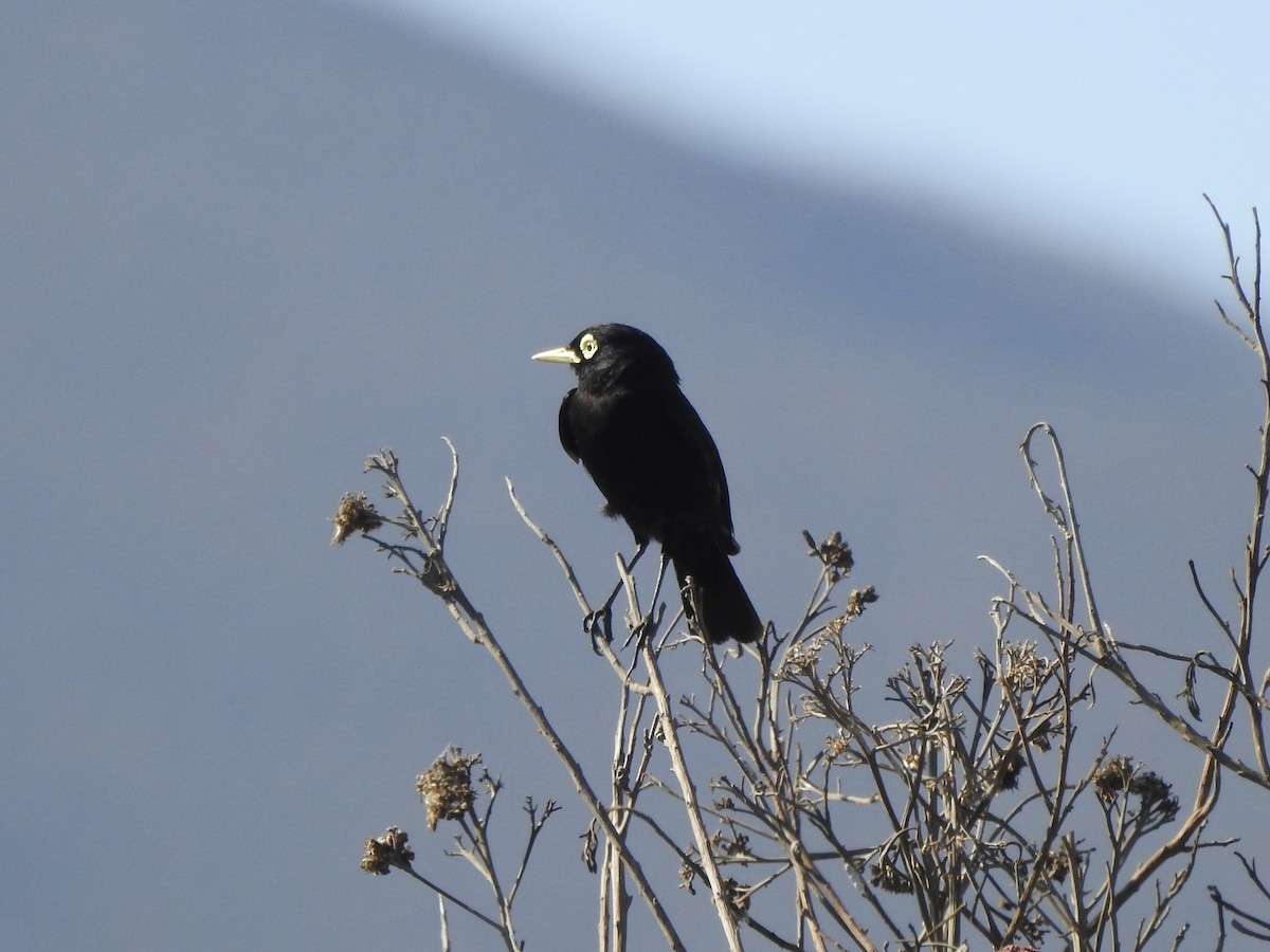 Spectacled Tyrant - ML646402551