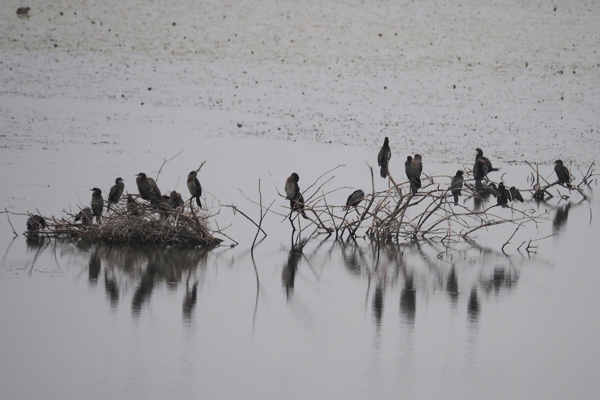 kormorán malý - ML646402552