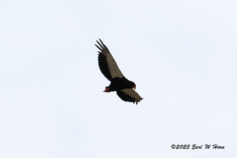 orlík kejklíř - ML646402554