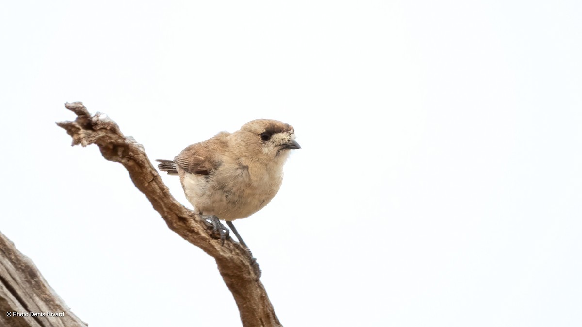 Southern Whiteface - ML646402556