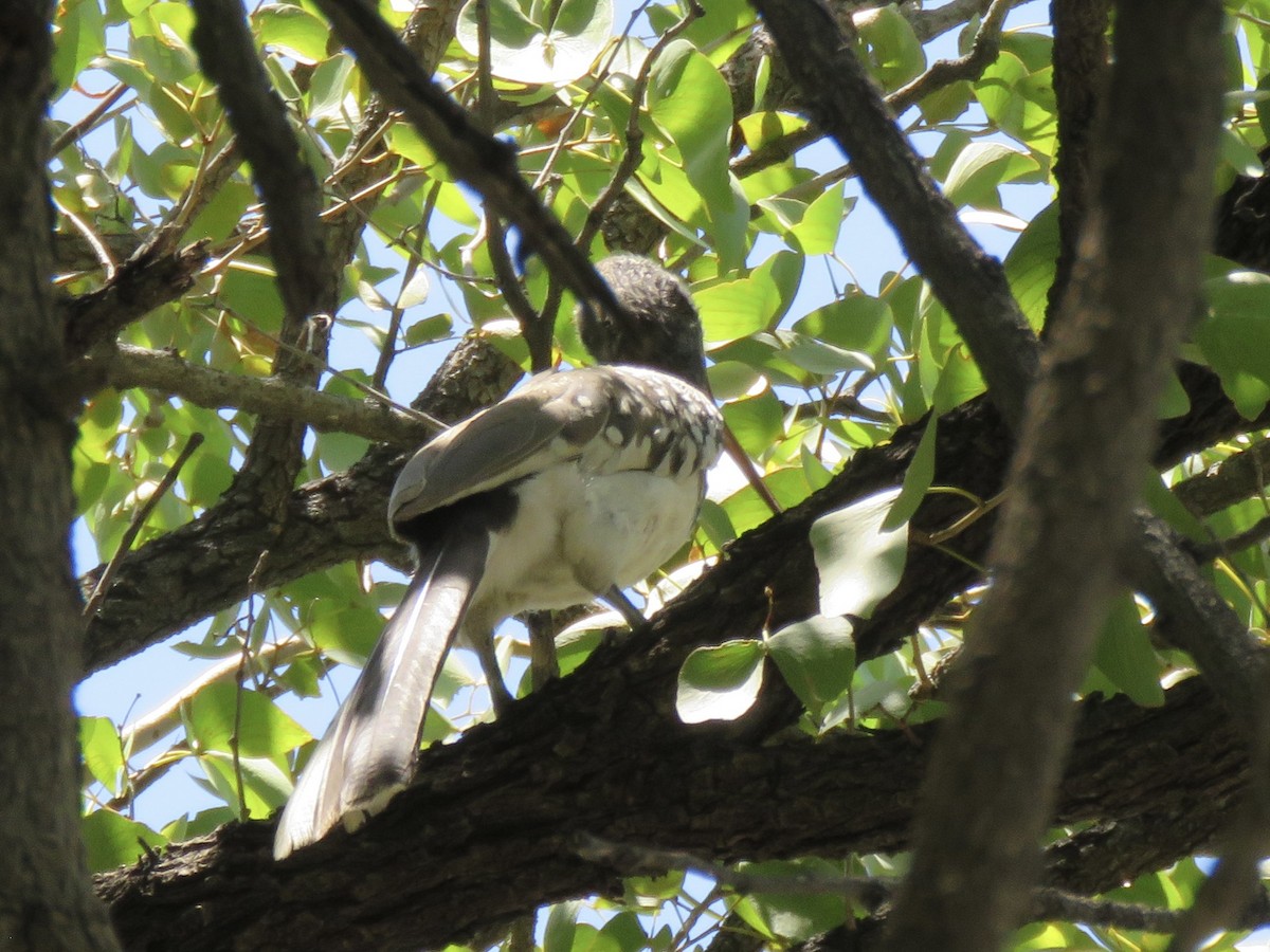 zoborožec namibijský - ML646402557