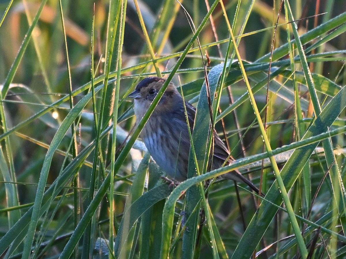 Nelson's Sparrow - ML646402558