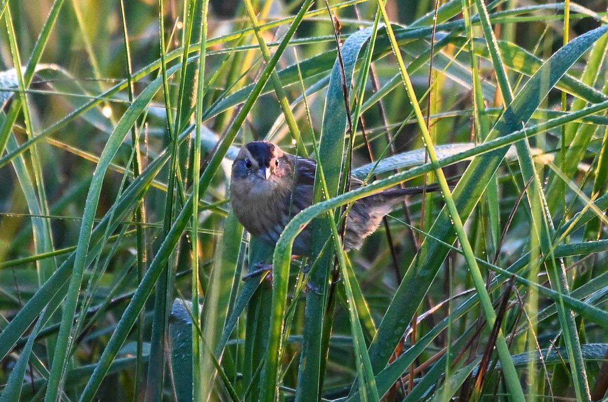 Nelson's Sparrow - ML646402559
