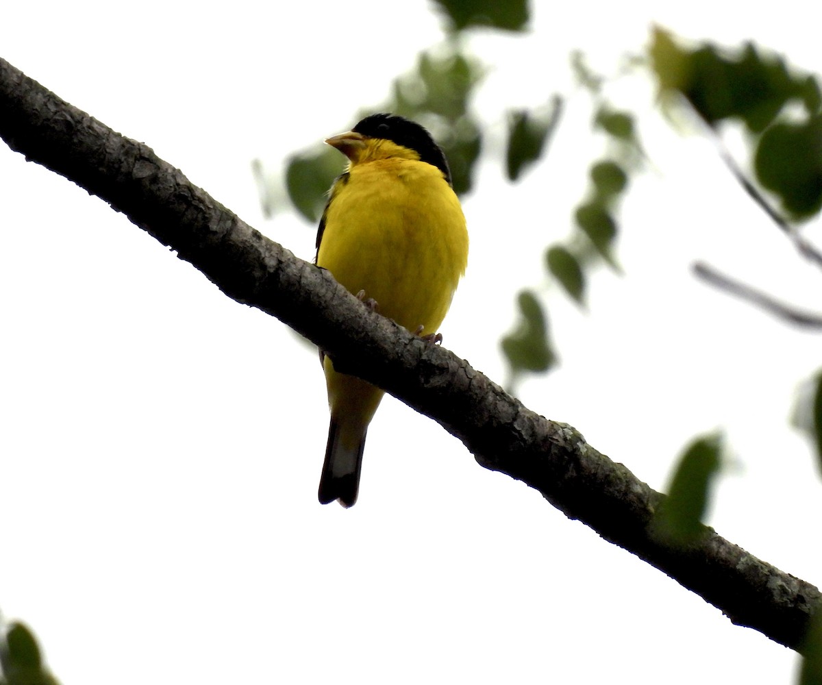 čížek mexický - ML646402564