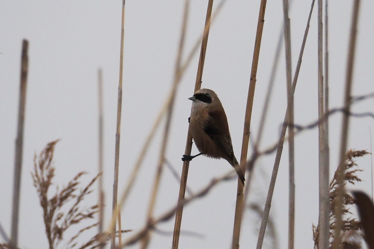 moudivláček lužní - ML646402565