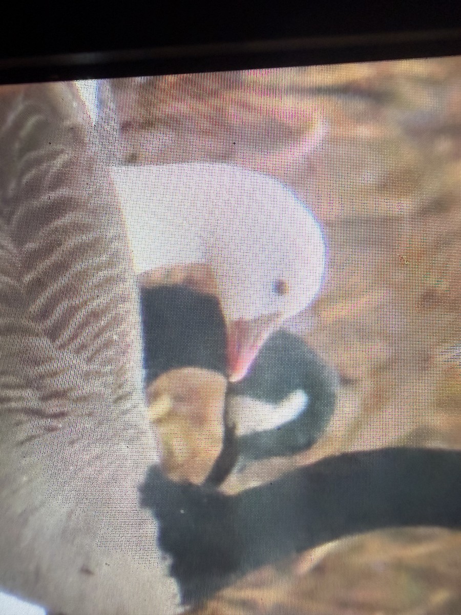 Ross's Goose - ML646402566