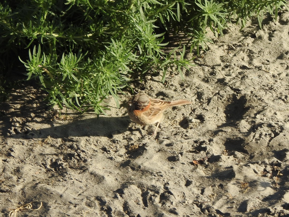 Rufous-collared Sparrow - ML646402567