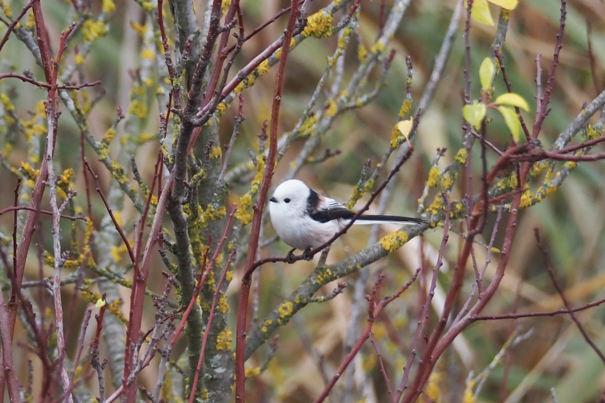 mlynařík dlouhoocasý (ssp. caudatus) - ML646402569