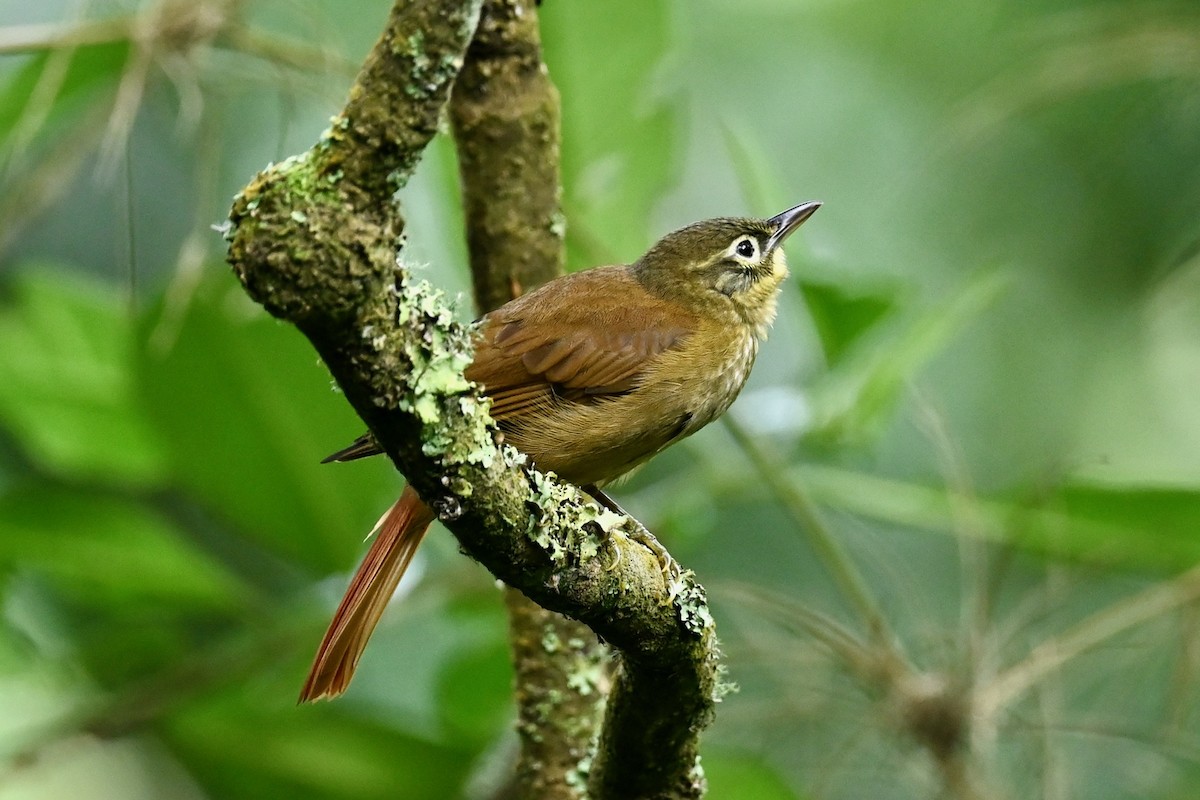 Montane Foliage-gleaner - ML646402572