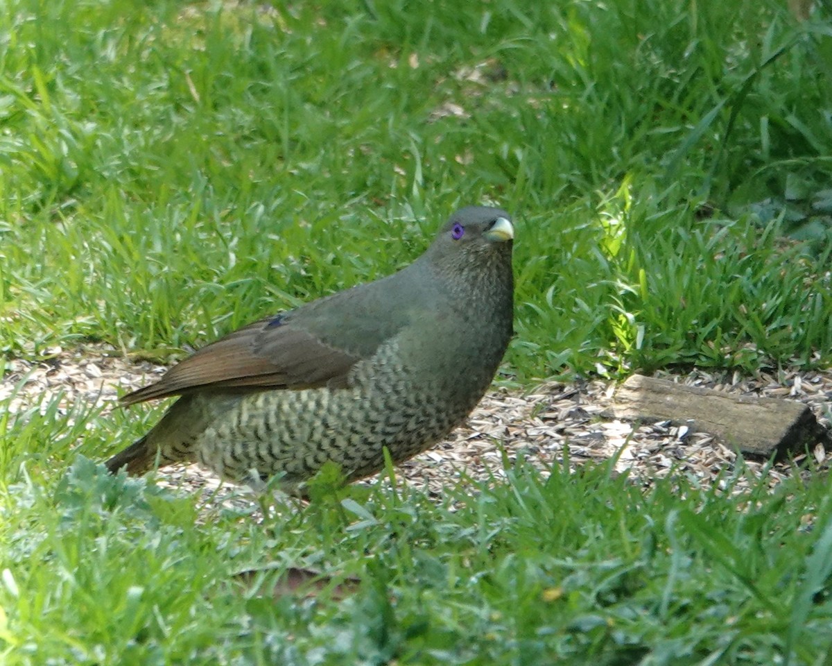 lemčík hedvábný - ML646402575