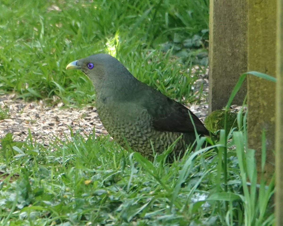 lemčík hedvábný - ML646402576