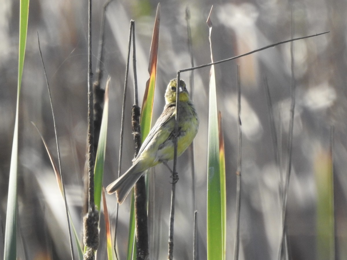 Grassland Yellow-Finch - ML646402579