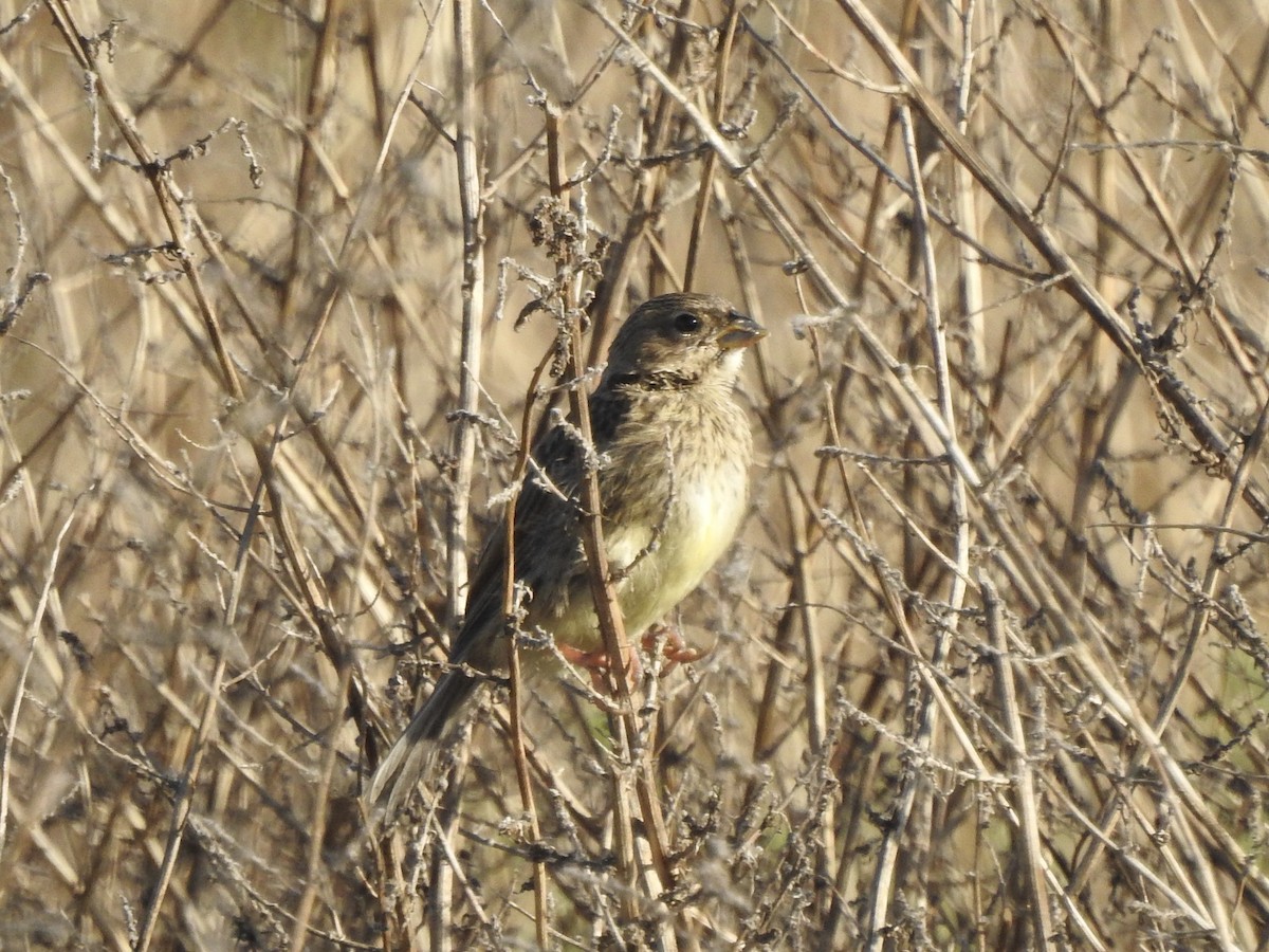 Grassland Yellow-Finch - ML646402580