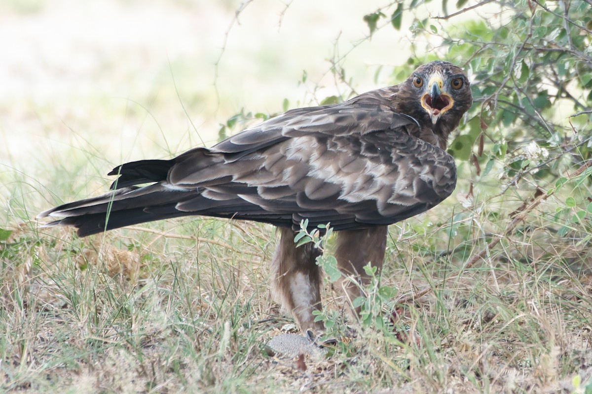 orel nejmenší - ML646402582