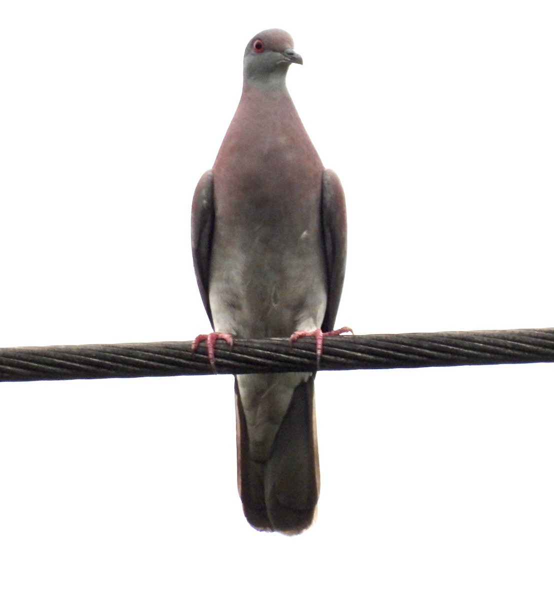 Pale-vented Pigeon - ML646402584