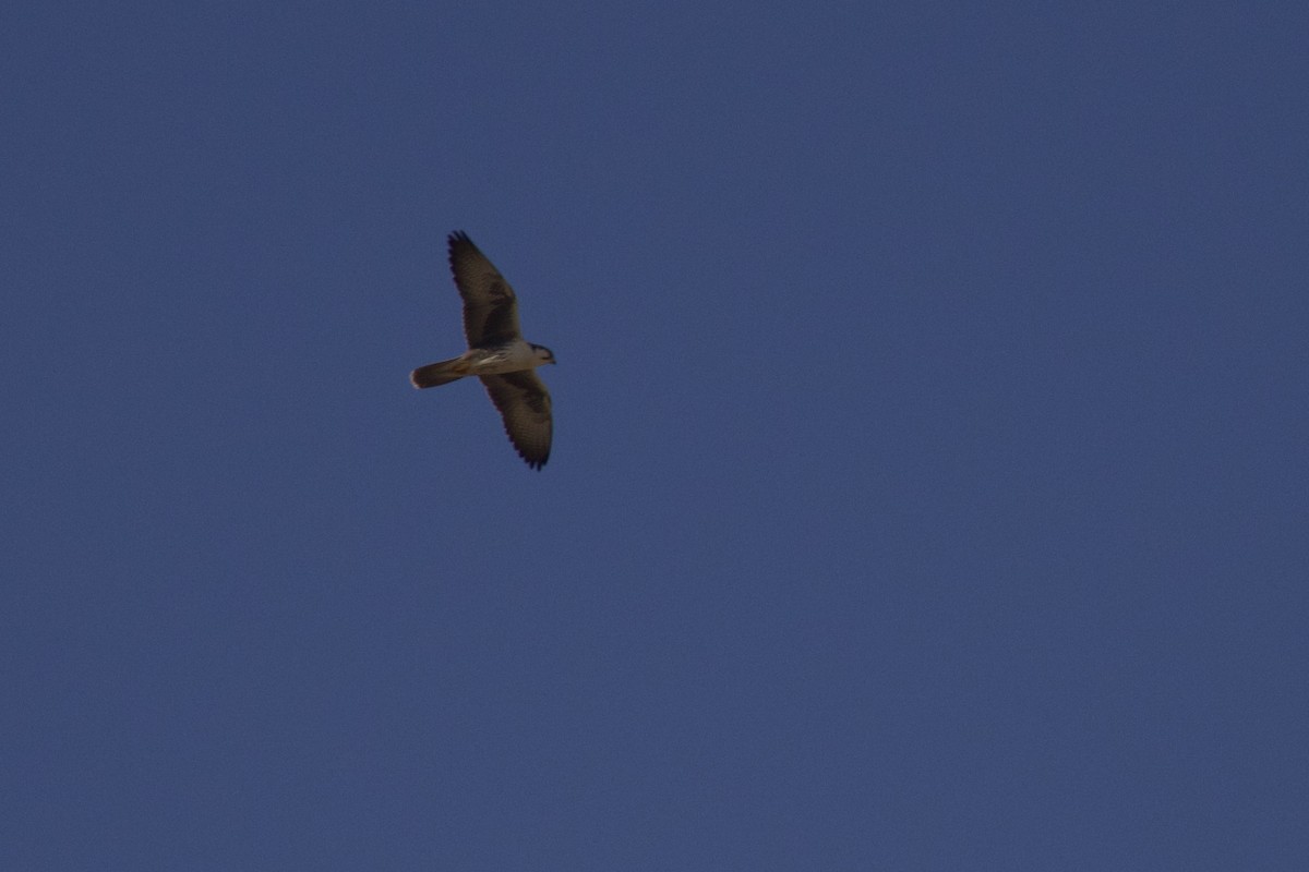 Falco laggar - ML646402586