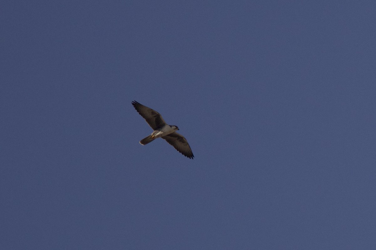 Falco laggar - ML646402587