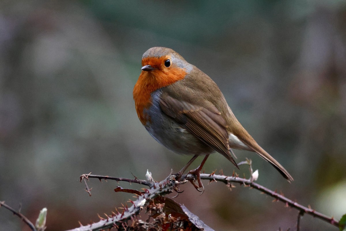 European Robin - ML646402590