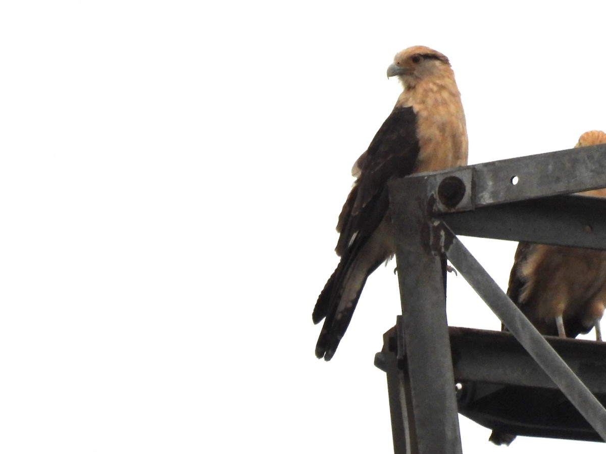 Yellow-headed Caracara - ML646402591