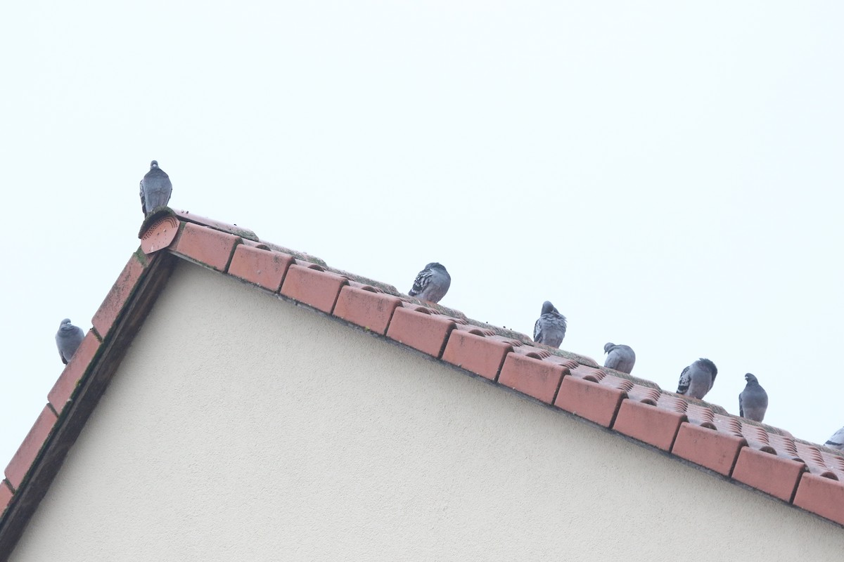 Rock Pigeon (Feral Pigeon) - ML646402592