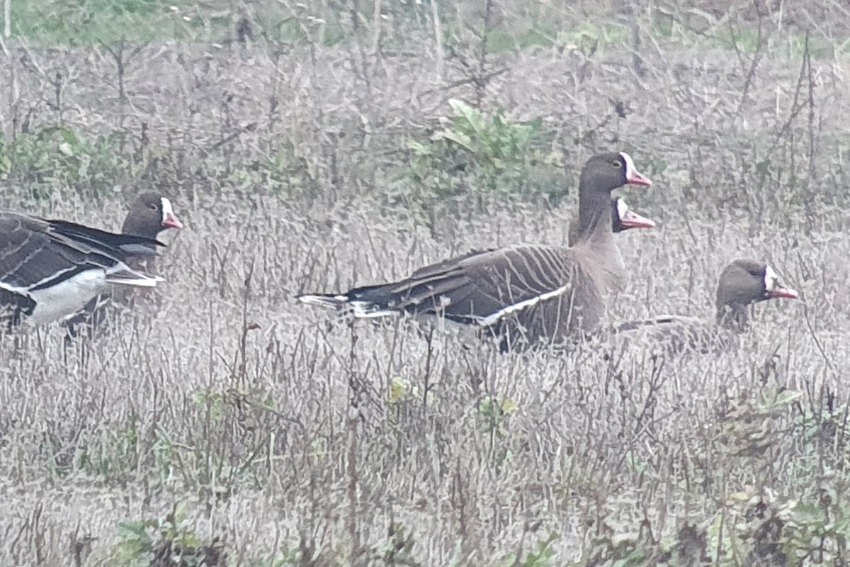 Пискулька - ML646402593