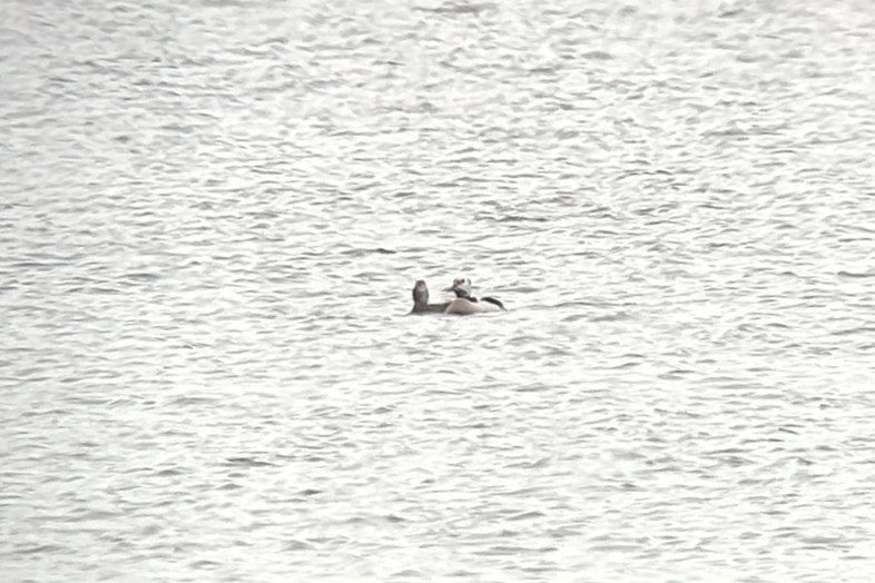 Steller's Eider - ML646402594