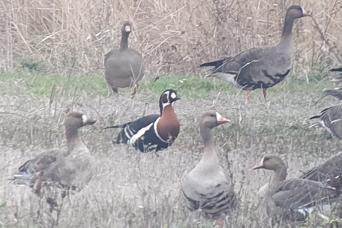 Red-breasted Goose - ML646402596
