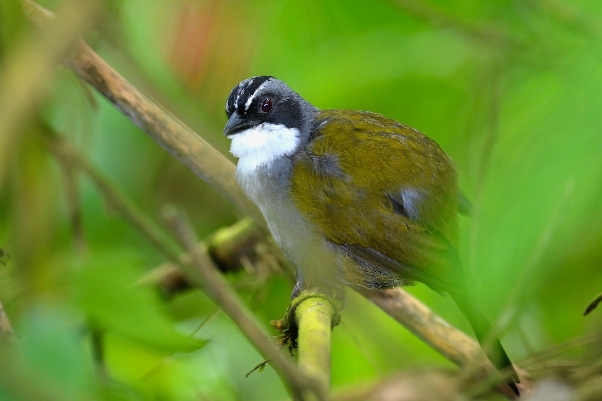 Gray-browed Brushfinch - ML646402597