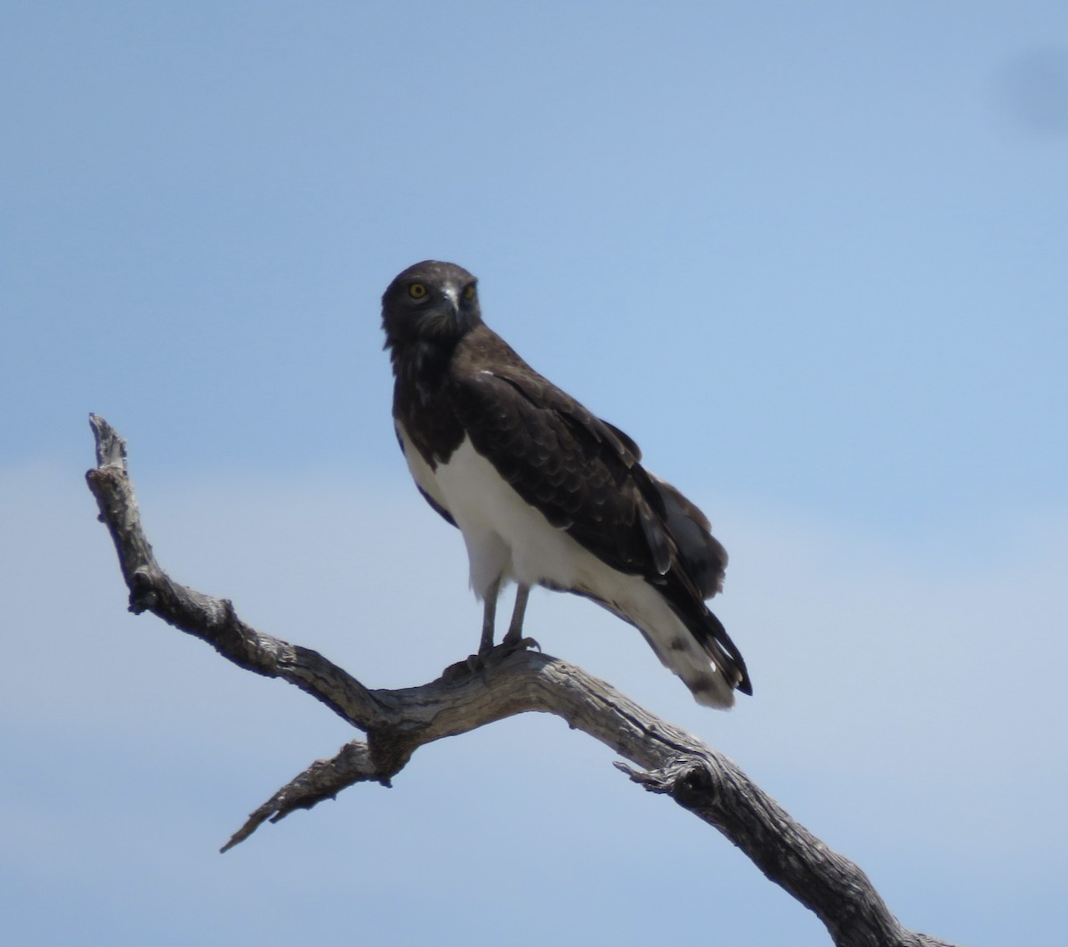 Black-chested Snake-Eagle - ML646402598