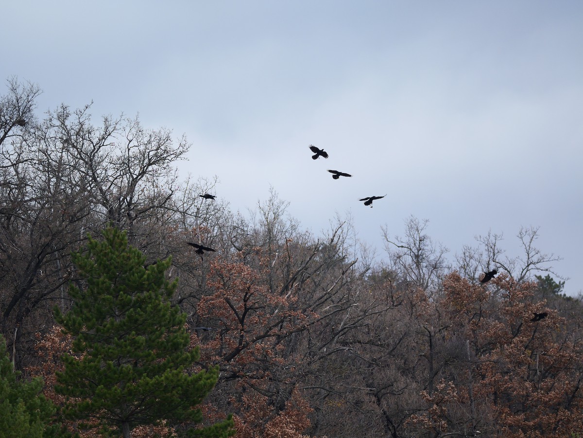 Erroi handia - ML646402599