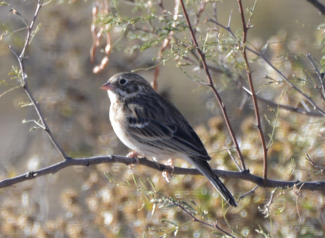 Vesper Sparrow - ML646402600