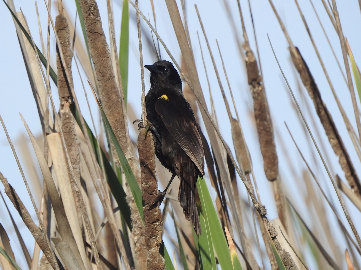 Yellow-winged Blackbird - ML646402601