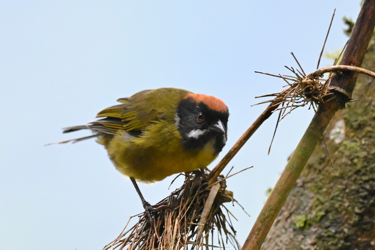Moustached Brushfinch - ML646402605
