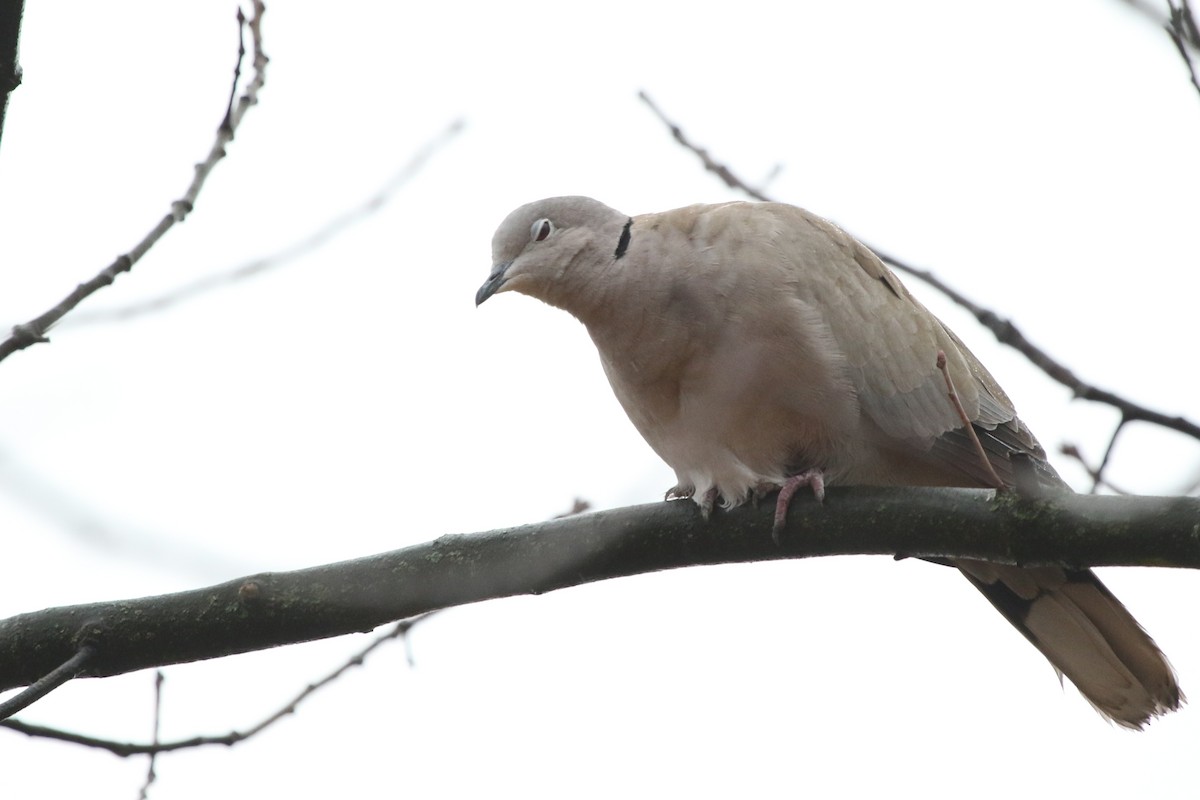 Eurasian Collared-Dove - ML646402606